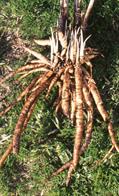 Sium sisarum